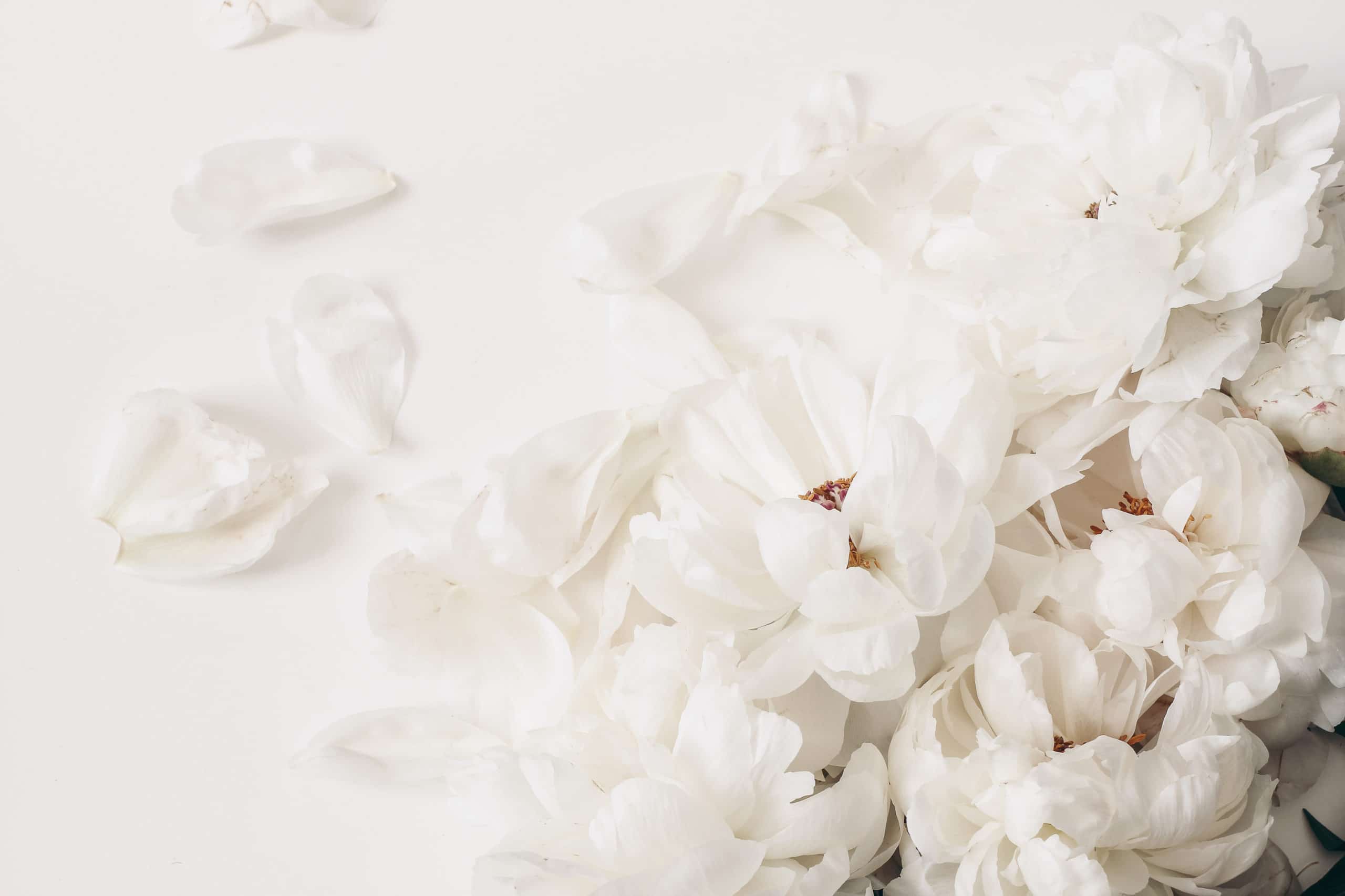 Decorative,Floral,Corner,,Banner,Made,Of,Peonies,Flowers,,Petals,Isolated